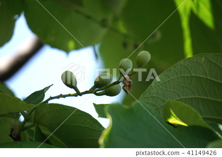 Fruit of Hakuunboku Fruit of Hakuunboku 41149426