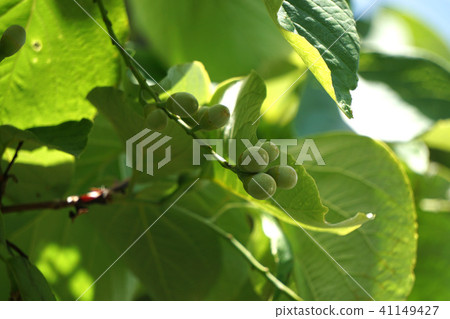 Hakuunboku的果實 41149427