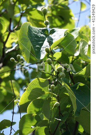 Fruit of Hakuunboku Fruit of Hakuunboku 41149429