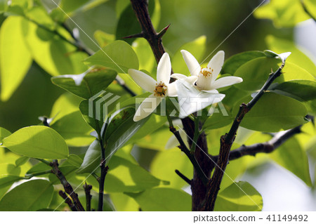 柚子花種子 照片素材 圖片 圖庫 柚子花種子 照片素材 圖片 圖庫