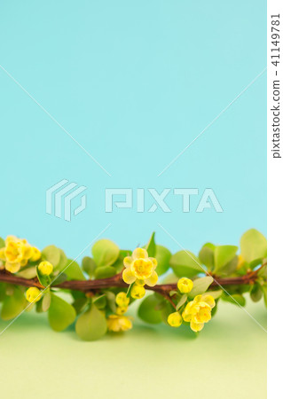 Spring blossoming barberry branch 41149781