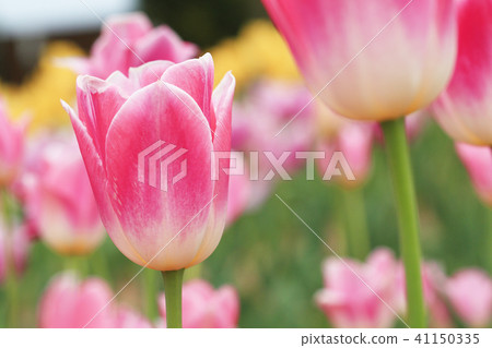 Cutter 9583 41150335