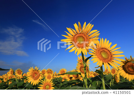 Sunflower 6320 Sunflower 6320 41150501