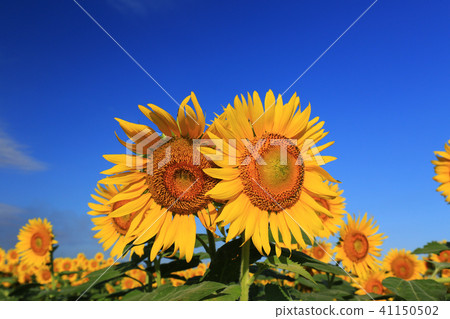 Sunflower 6322 Sunflower 6322 41150502
