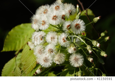 Bamboo seed (fluff) 41150591