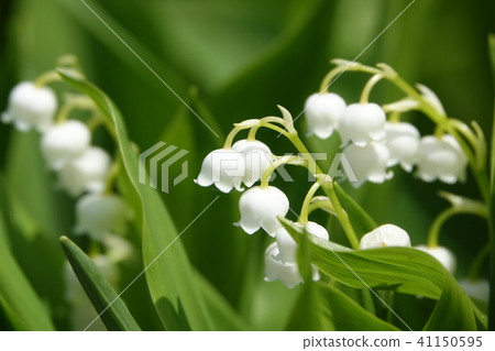 Lily of the valley Lily of the valley 41150595