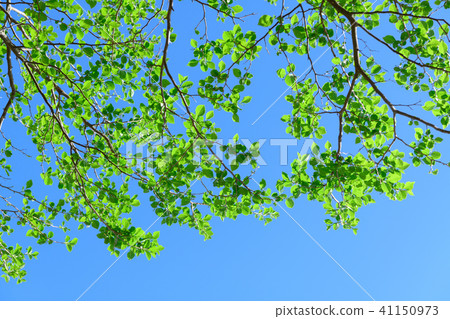 新鮮的綠色的茄子 41150973