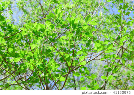 新鮮的綠色的茄子 41150975