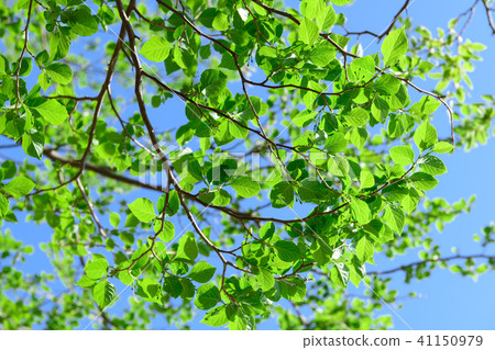 新鮮的綠色的茄子 新鮮的綠色的茄子 41150979