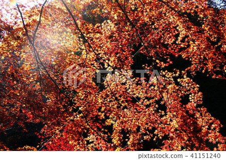 Impression of autumn 41151240