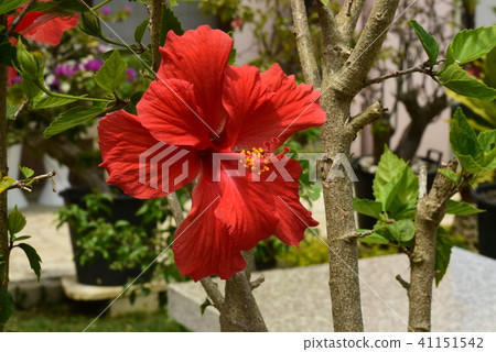芙蓉“紅” 41151542