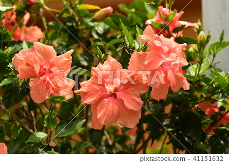 芙蓉“粉紅色” 41151632