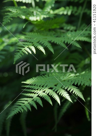 蕨類 蕨類 41151920