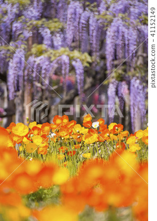 Poppies and wisteria 41152149