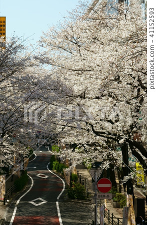 澀谷的櫻花隧道 澀谷的櫻花隧道 41152593
