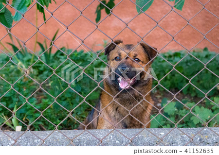 Cute smiling puppy behind fence. Young dog. Cute smiling puppy behind fence. Young dog. 41152635