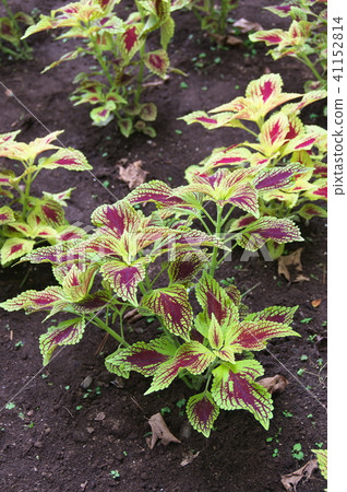 Corius Hot Beat 41152814