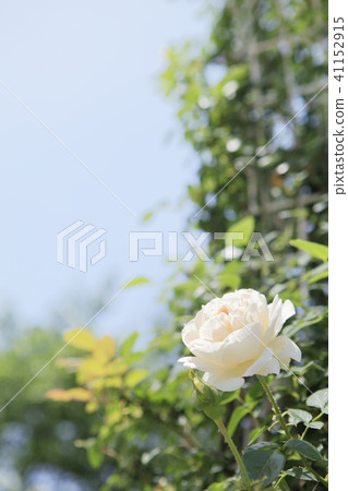 Rosemon Jardin Emma Maison Rosemon Jardin Emma Maison 41152915