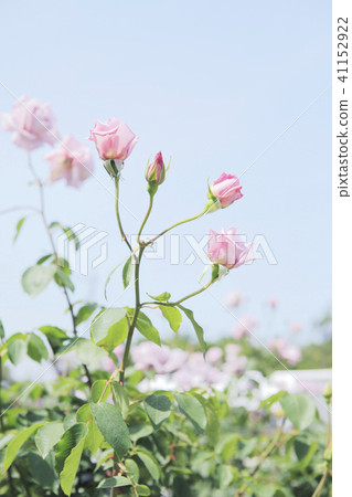 玫瑰女士X. 41152922