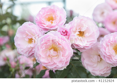 玫瑰草莓Daikiri 玫瑰草莓Daikiri 41152924