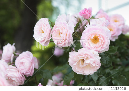 玫瑰草莓Daikiri 41152926