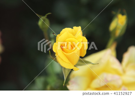 玫瑰鶴·笑臉 41152927