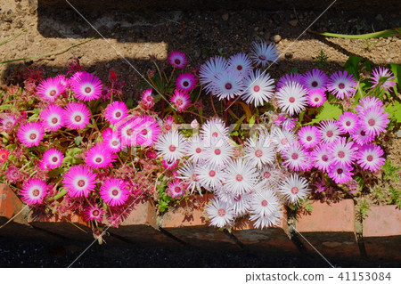 Mizunoura church 2017 Flowers and plants part 2 Mizunoura church 2017 Flowers and plants part 2 41153084