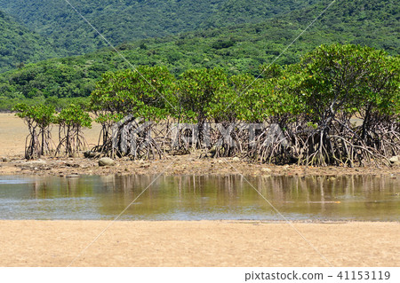 Yaeyama hirugi community mangrove image 41153119