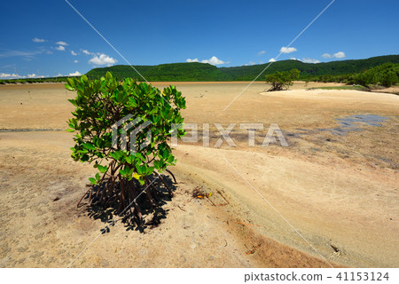 Yaeyama hirugi 1 mangrove image Yaeyama hirugi 1 mangrove image 41153124