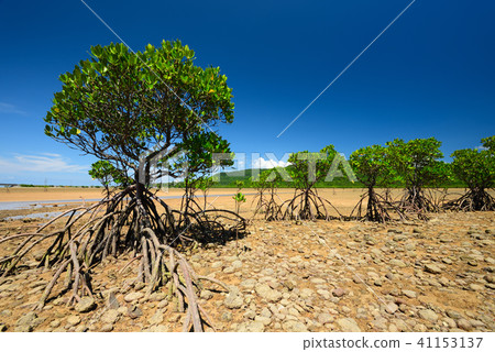 Yaeyama hirugi community blue sky summer image tideland mangrove 41153137