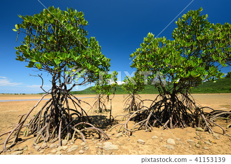 Yaeyama hirugi美洲紅樹圖像藍天晴朗的夏天潮汐 41153139