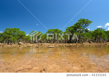 Yaeyama hirugi mangrove tidal flat estuary community blue sky sunny summer image 41153141