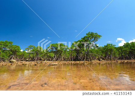 Yaeyama hirugi mangrove estuary image Tidal flats blue sky 41153143