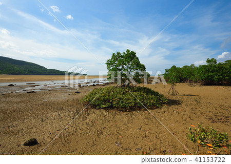 Hirugidamashi Mangrove Bamboo Road Hirugidamashi Mangrove Bamboo Road 41153722