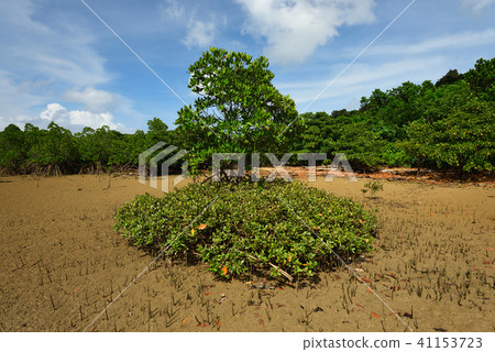 Hirugidamashi Mangrove Bamboo Road 41153723