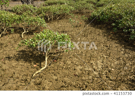 Hirugidamashi Mangrove Bamboo Road 41153730