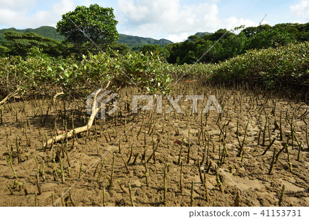 Hirugidamashi Mangrove Bamboo Road 41153731