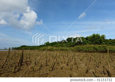 Hirugidamashi Mangrove Bamboo Road 41153732