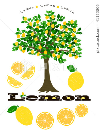 Lemon tree Lemon tree 41153806