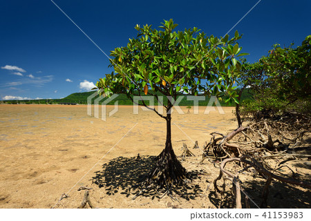 Okinawa mangrove Akabana Hirugi flexed knee root 41153983