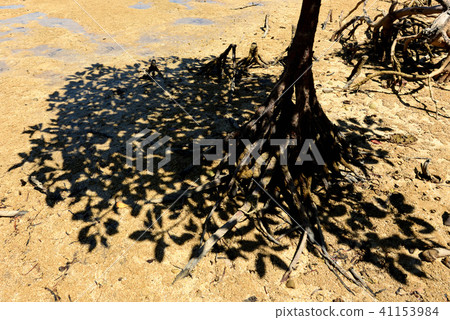 The shadow of the leaf of the ohirigi mangrove 41153984