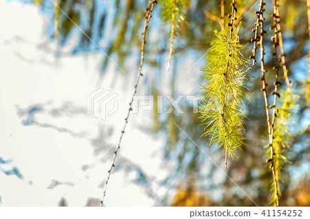 larch cones and branch 41154252