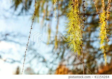 larch cones and branch larch cones and branch 41154264