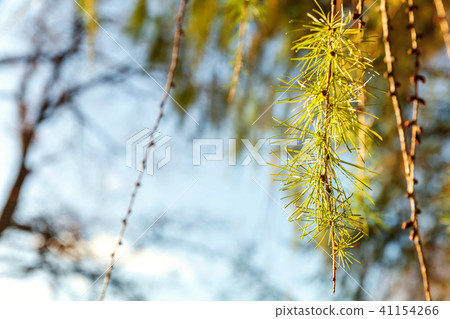 larch cones and branch 41154266
