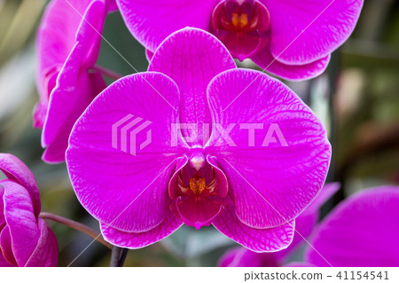 Purple phalaenopsis orchid flower Purple phalaenopsis orchid flower 41154541