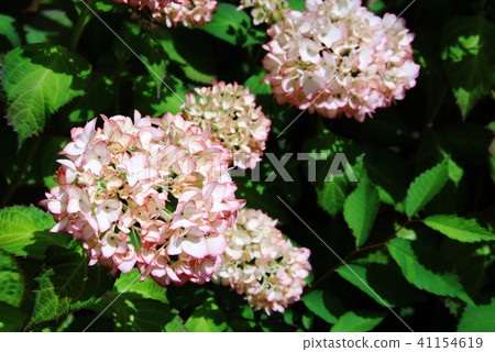 繡球花1 41154619