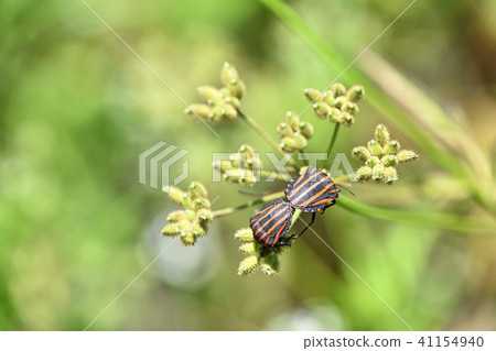 Akazushigamushi (red beetle tortoisesis) and beaked lice 41154940