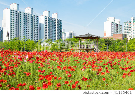 公園在城市和罌粟花 41155461