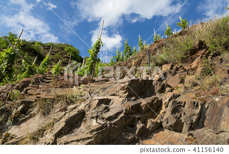 Calmont climbing trail between Bremm and Eller Calmont climbing trail between Bremm and Eller 41156140