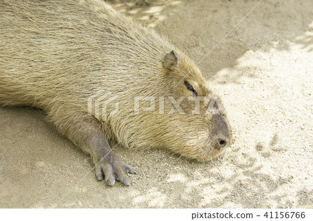 採取與蜥蜴的逗人喜愛的水豚休息 41156766